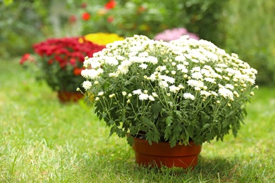 Beautiful white chrysanthemum flowers in pot outdoors