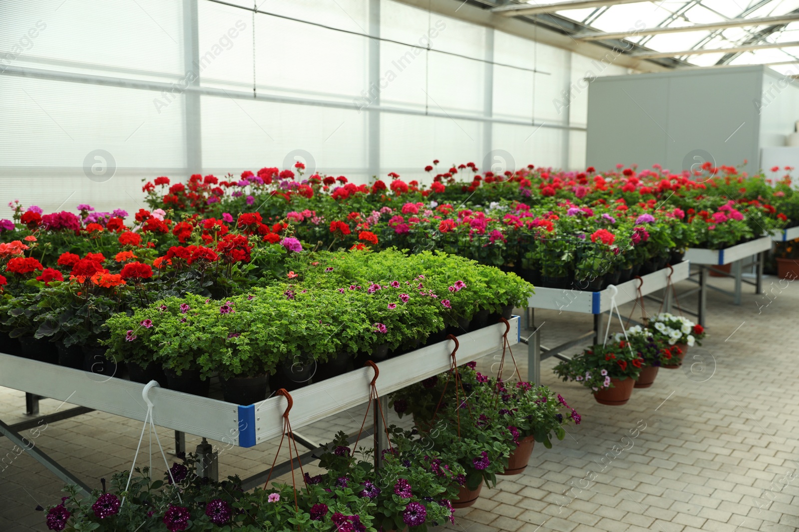 Photo of Different beautiful blooming potted plants in garden center