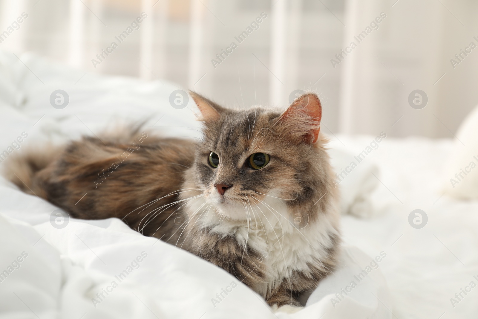 Photo of Cute cat lying on bed at home. Domestic pet