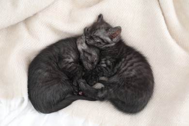 Photo of Cute fluffy kittens sleeping on blanket, top view. Baby animals