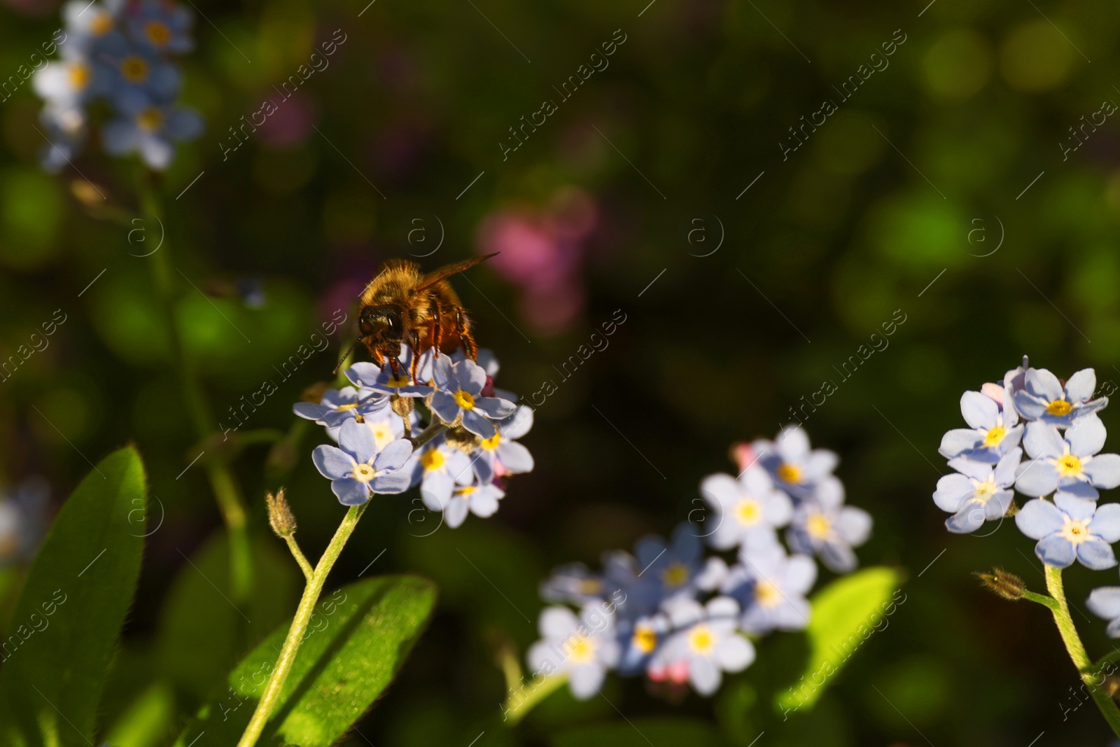 Photo of Beautiful forget-me-not flowers growing outdoors, space for text. Spring season