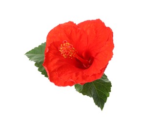 Beautiful red hibiscus flower and green leaves isolated on white