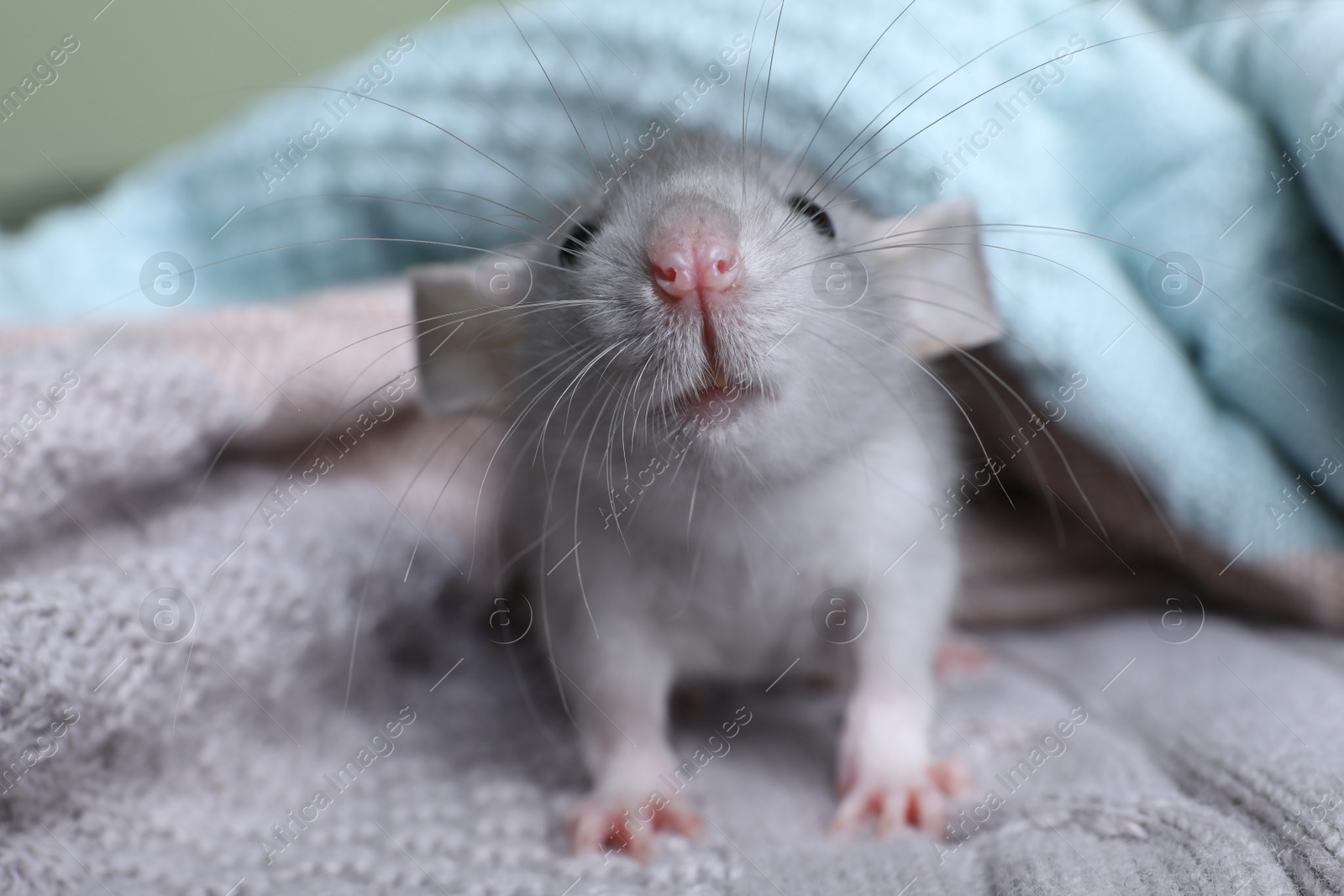 Photo of Cute small rat on soft knitted plaid, closeup