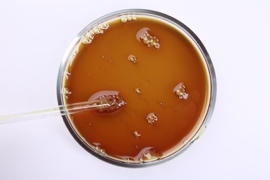 Petri dish with liquid sample and pipette isolated on white, top view