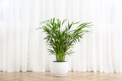 Beautiful indoor palm plant on floor in room. House decoration