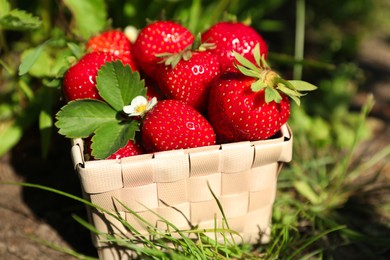 Photo of Basket of ripe strawberries in field on sunny day, closeup