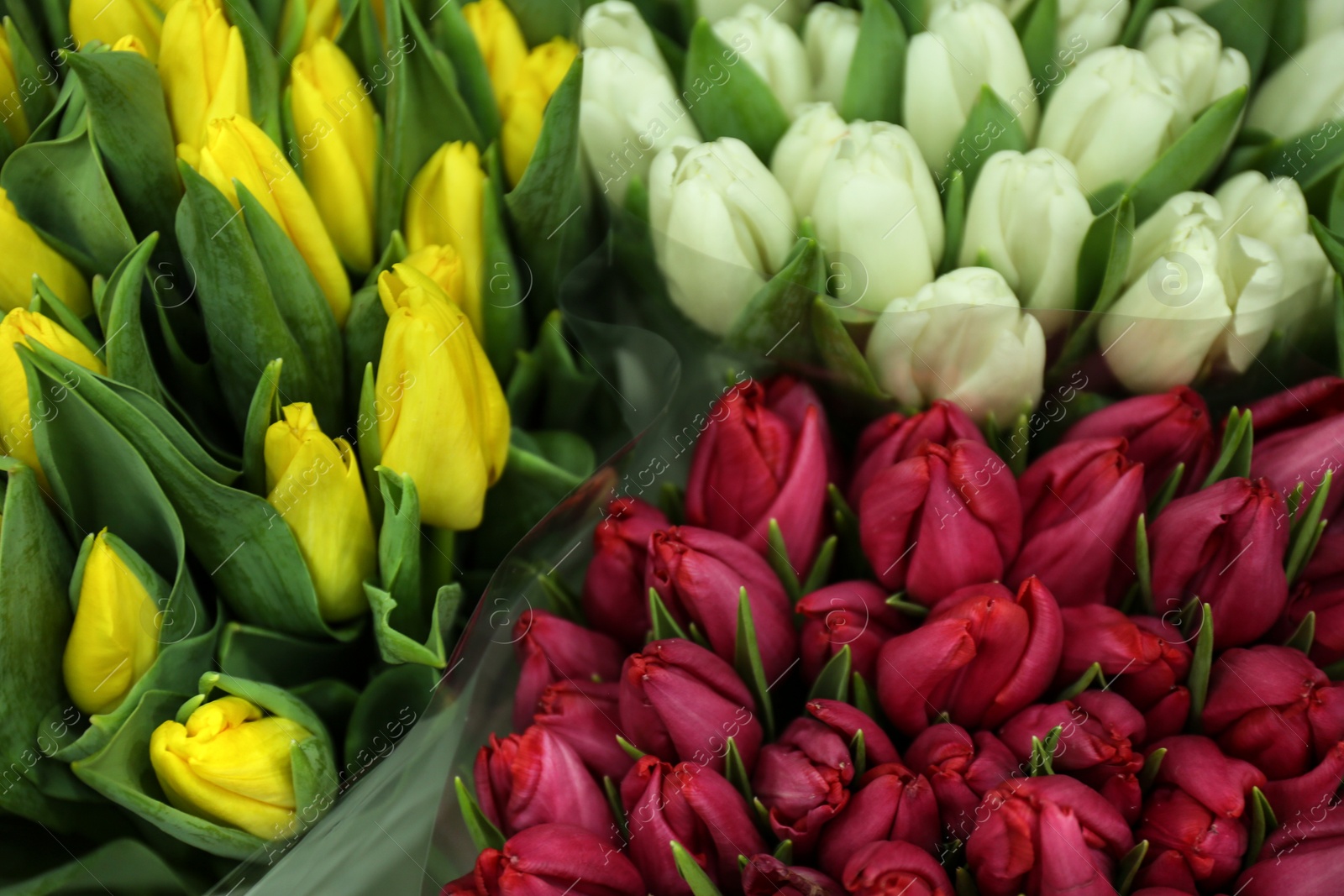 Photo of Fresh bouquets of beautiful tulip flowers, closeup