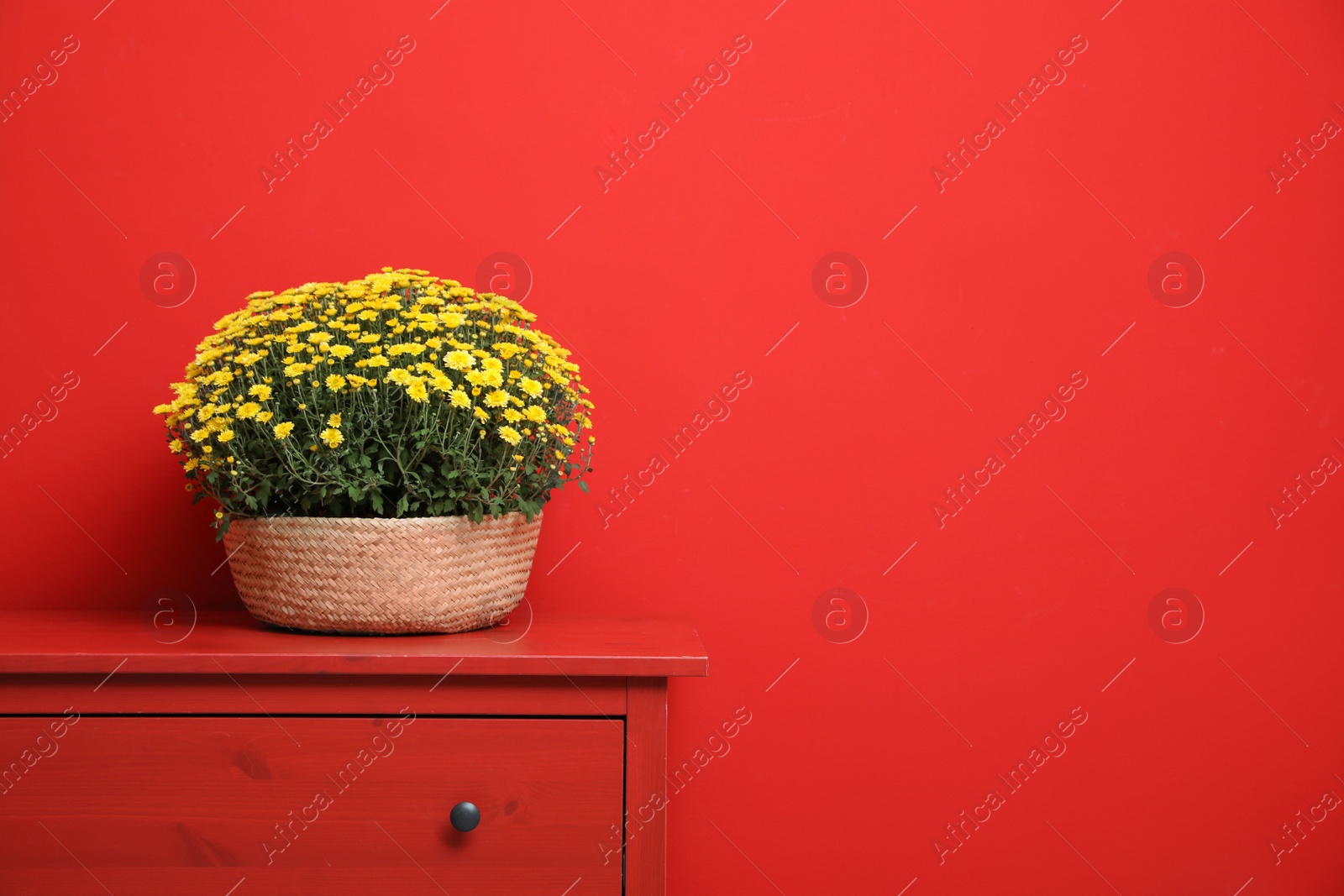 Photo of Pot with beautiful chrysanthemum flowers on cabinet against red background. Space for text