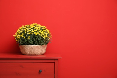 Pot with beautiful chrysanthemum flowers on cabinet against red background. Space for text