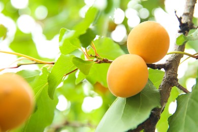 Photo of Delicious ripe apricots on tree outdoors, closeup