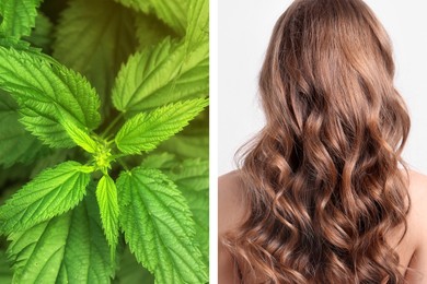 Image of Natural hair care. Back view of young woman and green stinging nettles, collage