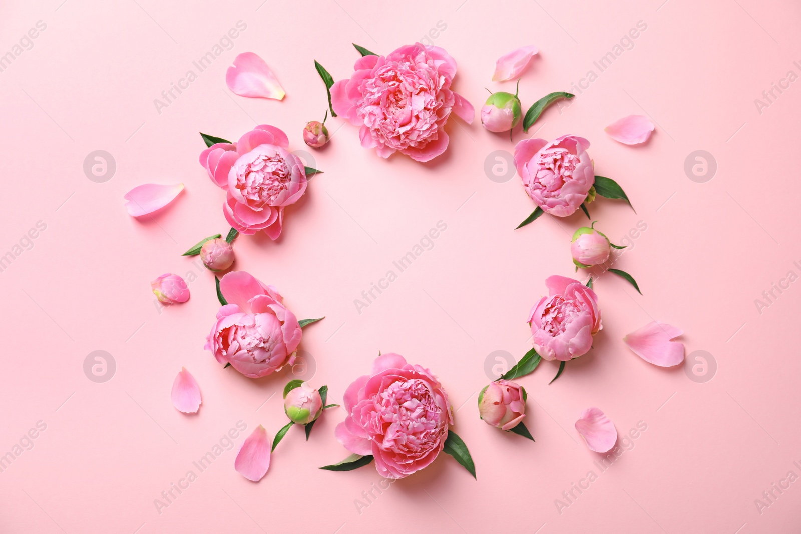 Photo of Frame made of beautiful peony flowers on color background