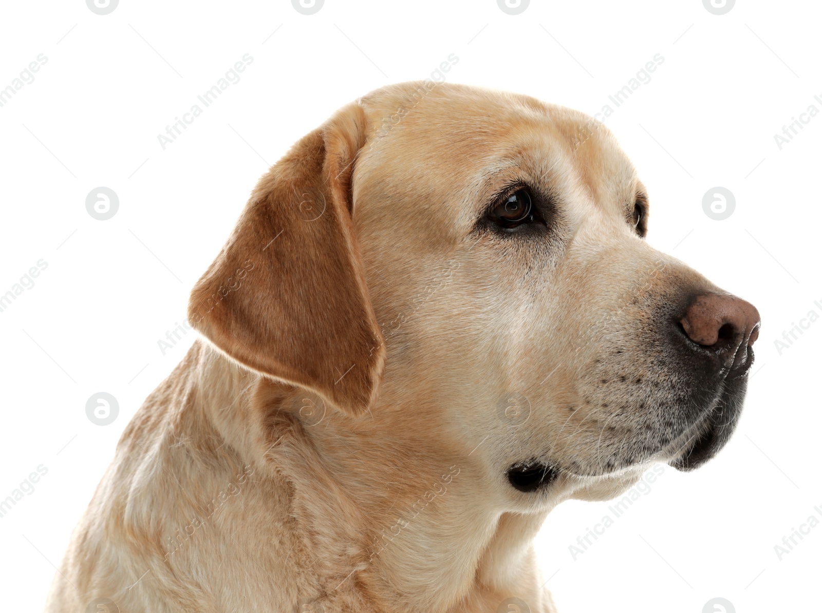 Photo of Yellow labrador retriever on white background. Adorable pet