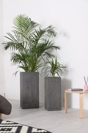 Green tropical plants near white wall in room