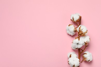 Dried cotton branch with fluffy flowers on pink background, top view. Space for text