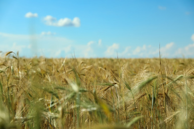 Photo of Wheat grain field on sunny day, closeup. Agriculture industry