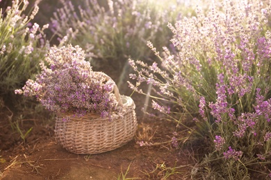 Basket with beautiful blooming lavender in field