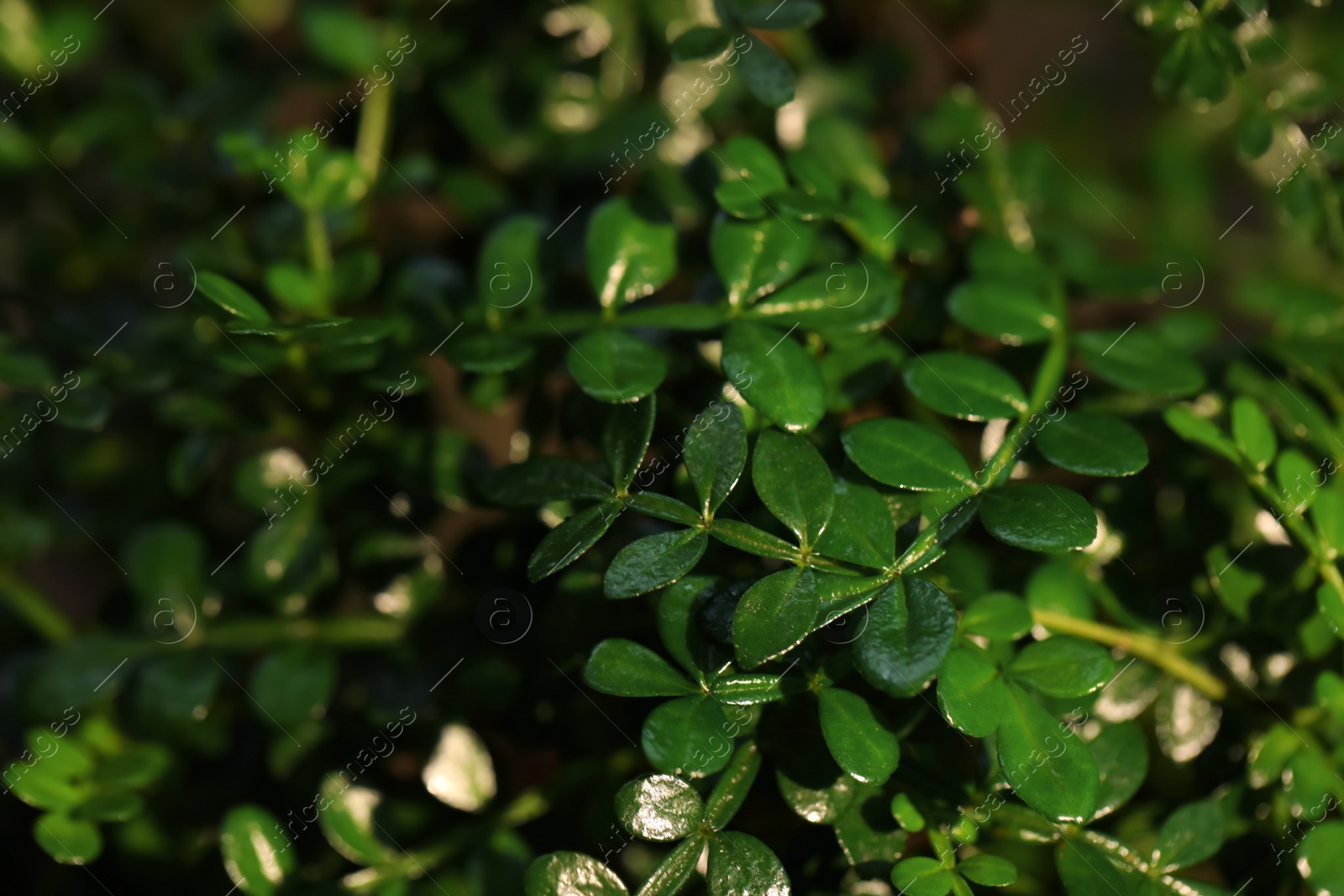 Photo of Tropical plant with lush green leaves, closeup