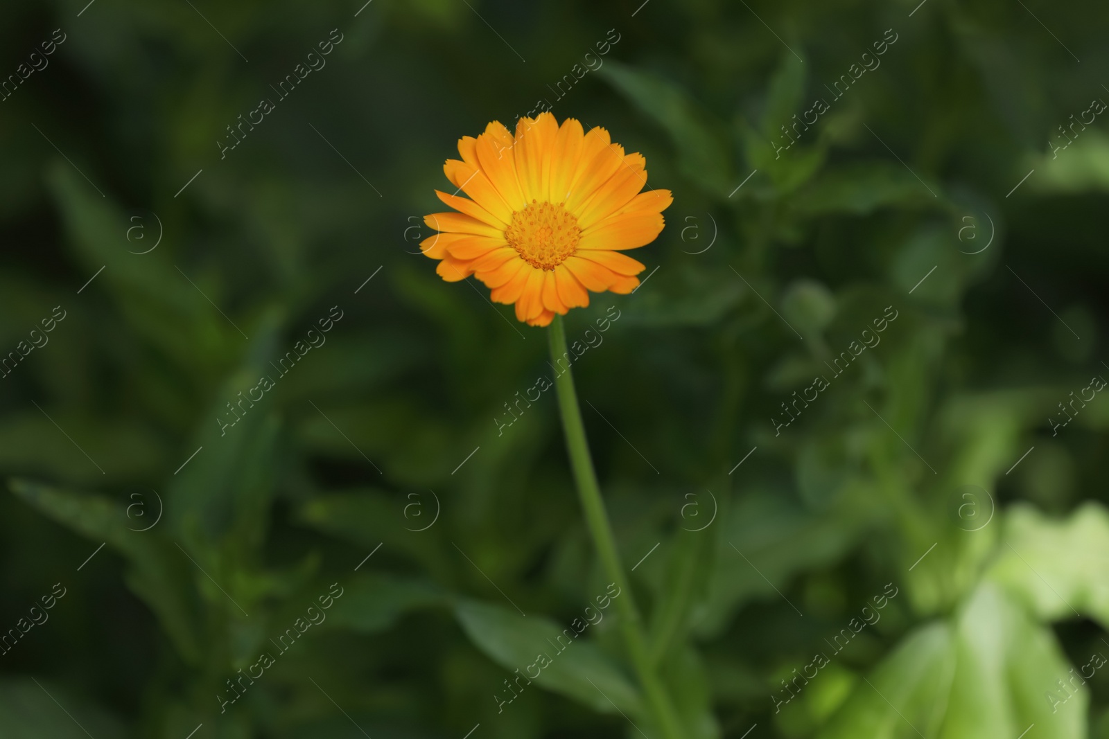 Photo of Beautiful blooming calendula flower outdoors, closeup view