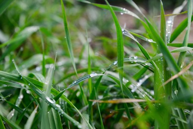 Photo of Green grass covered with raindrops growing outdoors, closeup