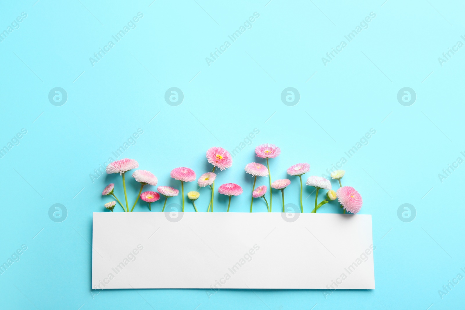 Photo of Flat lay composition with spring daisy flowers and card on color background. Space for text