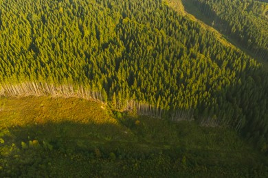 Aerial view of green trees on mountain slope. Drone photography