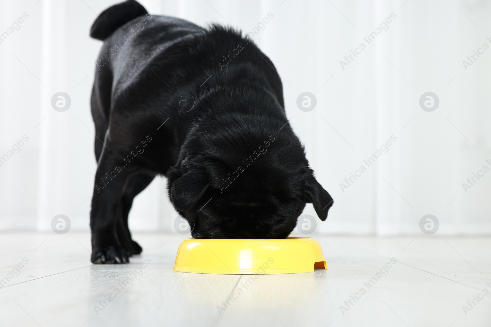 Photo of Cute Pug dog eating from plastic bowl in room