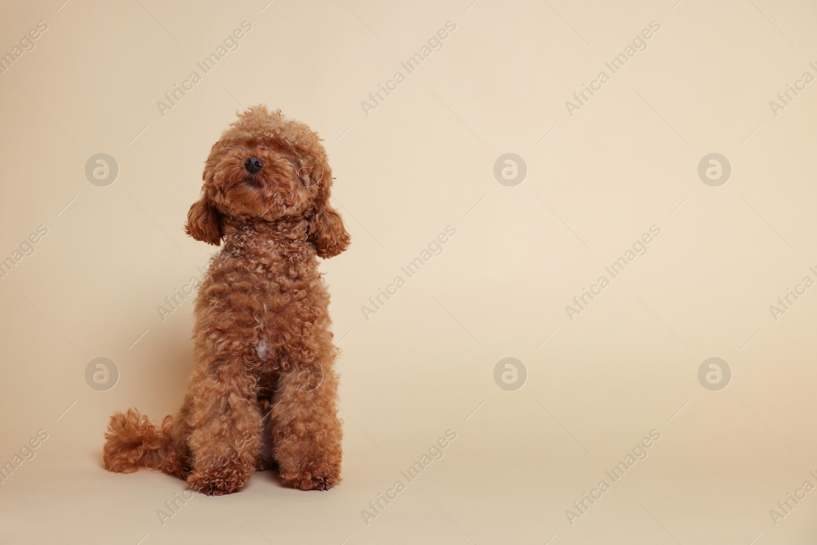 Photo of Cute Maltipoo dog on beige background, space for text. Lovely pet