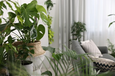 Many beautiful potted houseplants and furniture in room. Interior design