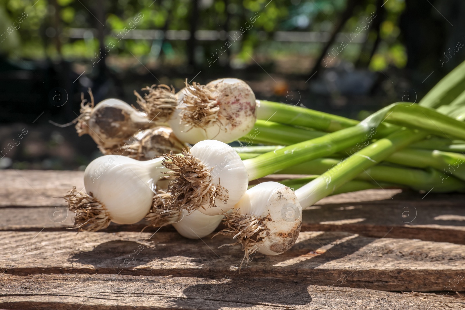 Photo of Fresh ripe garlic bulbs on wooden table