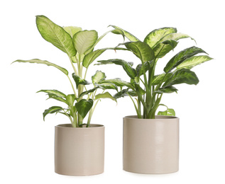 Photo of Pots with Dieffenbachia plants isolated on white. Home decor