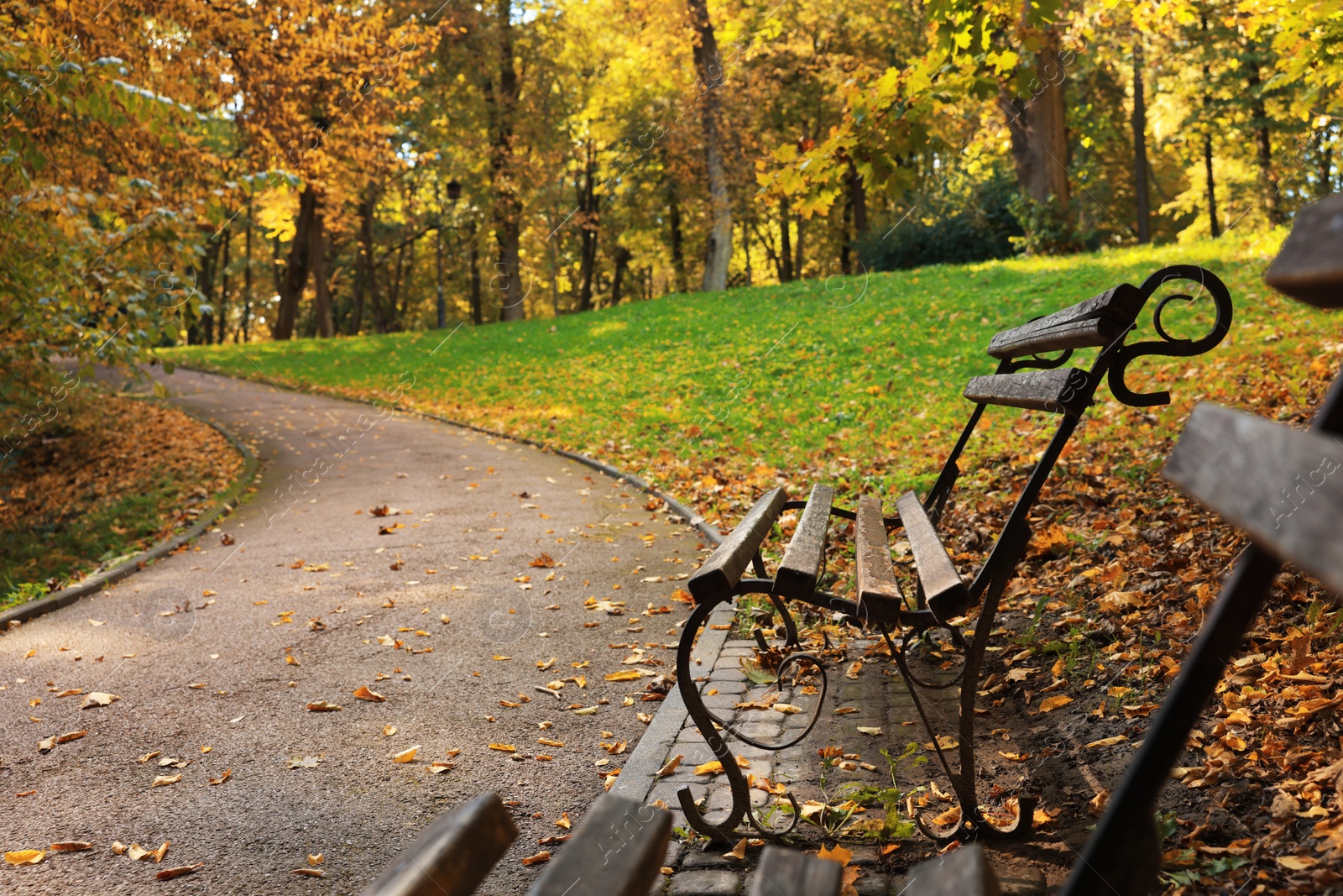 Photo of Wooden benches, pathway, fallen leaves and trees in beautiful park on autumn day