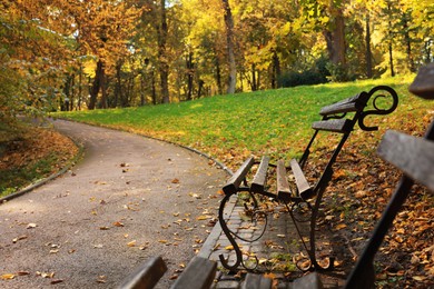 Wooden benches, pathway, fallen leaves and trees in beautiful park on autumn day