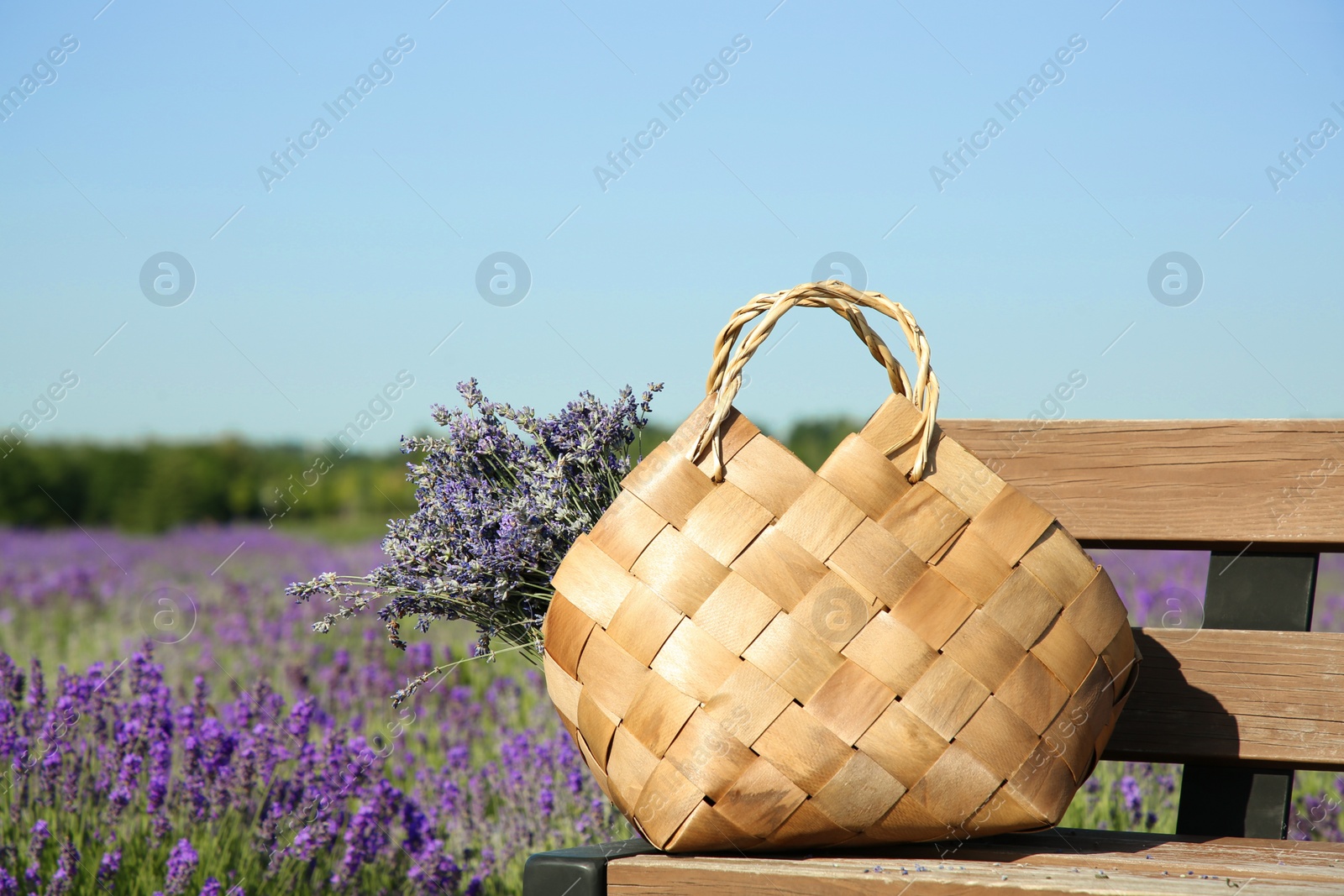 Photo of Wicker bag with beautiful lavender flowers on wooden bench in field