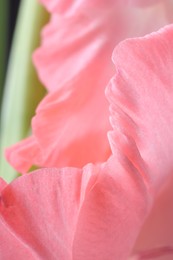 Beautiful pink gladiolus flower on blurred background, macro view