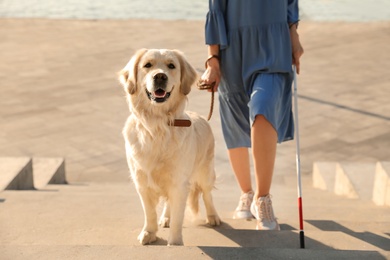 Photo of Guide dog helping blind person with long cane going up stairs outdoors
