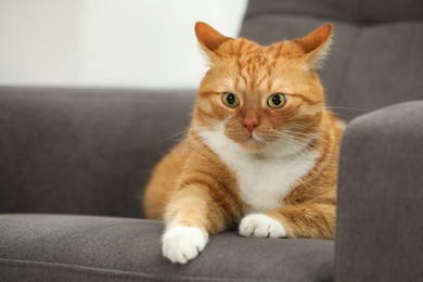 Cute ginger cat lying on armchair at home. Space for text