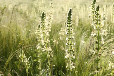 Photo of Beautiful flowers growing in meadow on sunny day