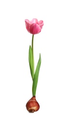 Pink tulip flower with bulb on white background