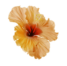 Beautiful tropical hibiscus flower isolated on white 