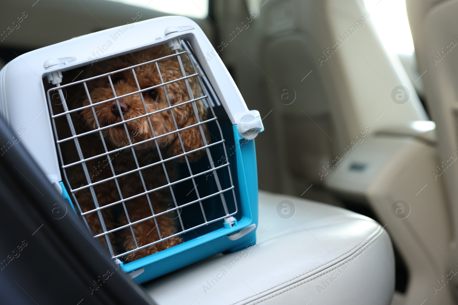 Photo of Cute dog in pet carrier travelling by car. Space for text