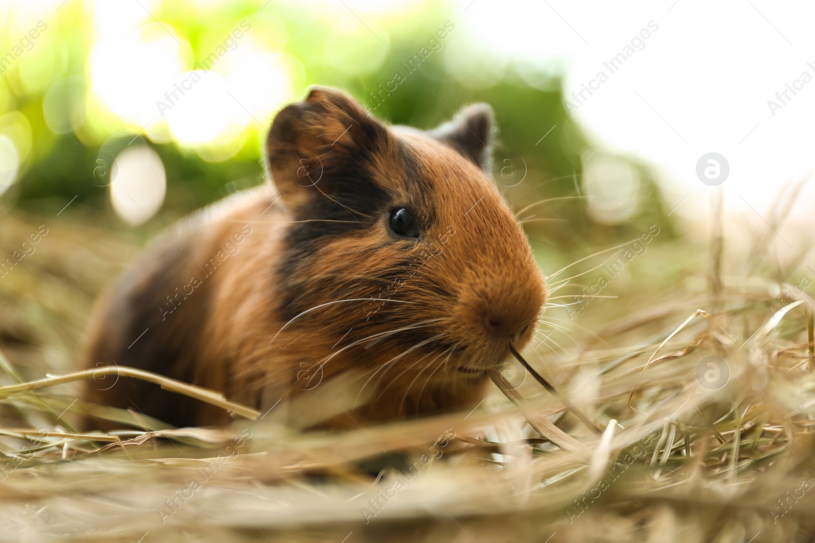 Photo of Cute funny guinea pig and hay outdoors, closeup