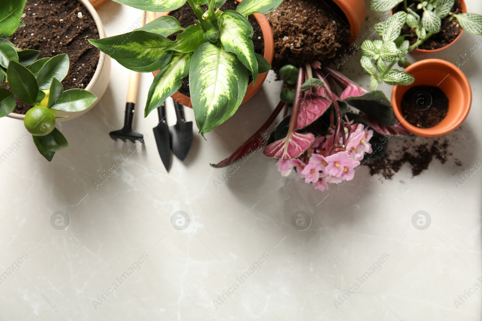 Photo of Flat lay composition with pots, home plants and gardening tools on light background. Space for text