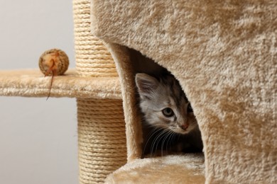 Photo of Cute fluffy kitten exploring cat tree against light background