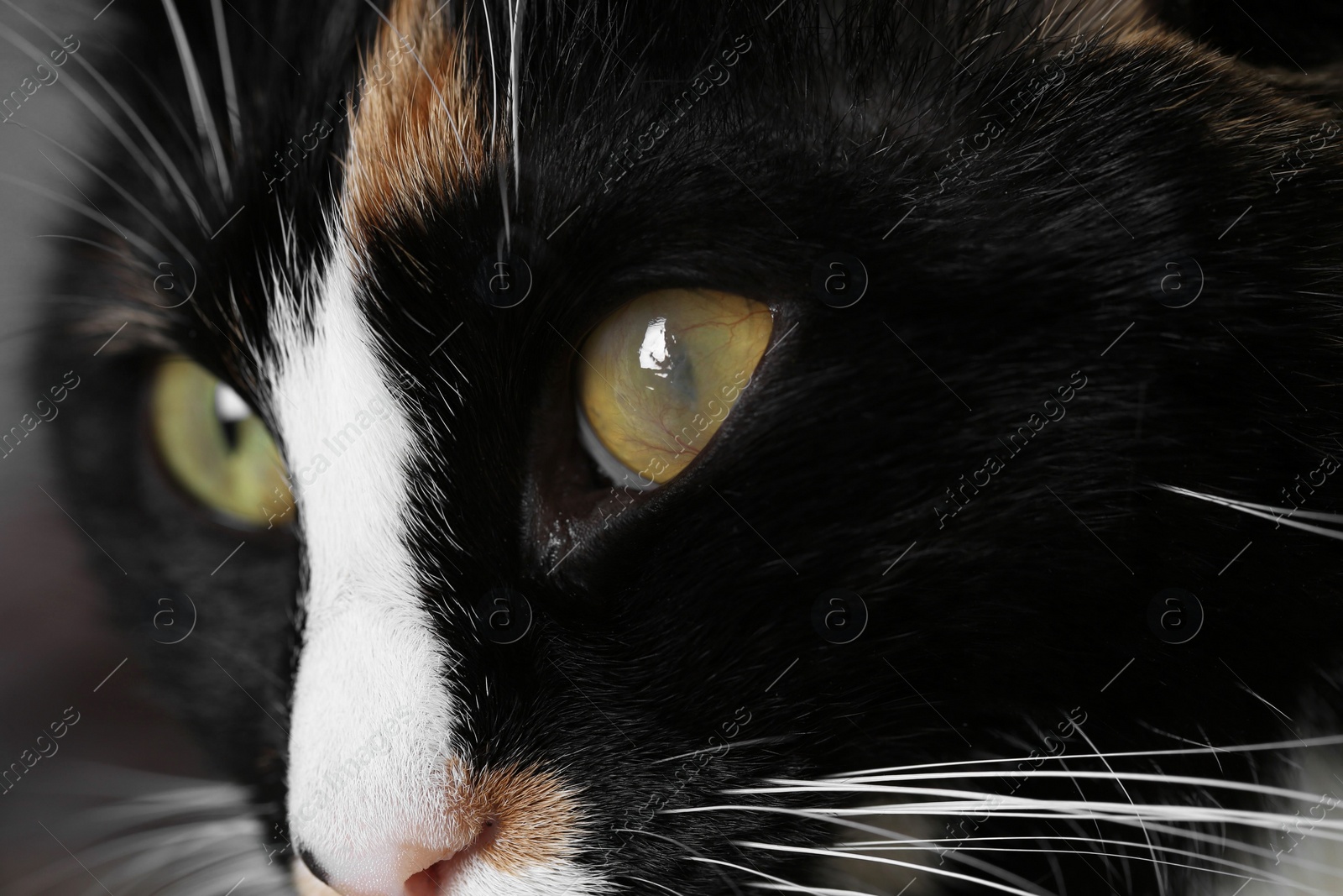 Photo of Cute cat with corneal opacity in eye on blurred background, closeup