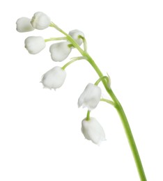 Beautiful lily of the valley flower on white background