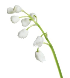 Photo of Beautiful lily of the valley flower on white background