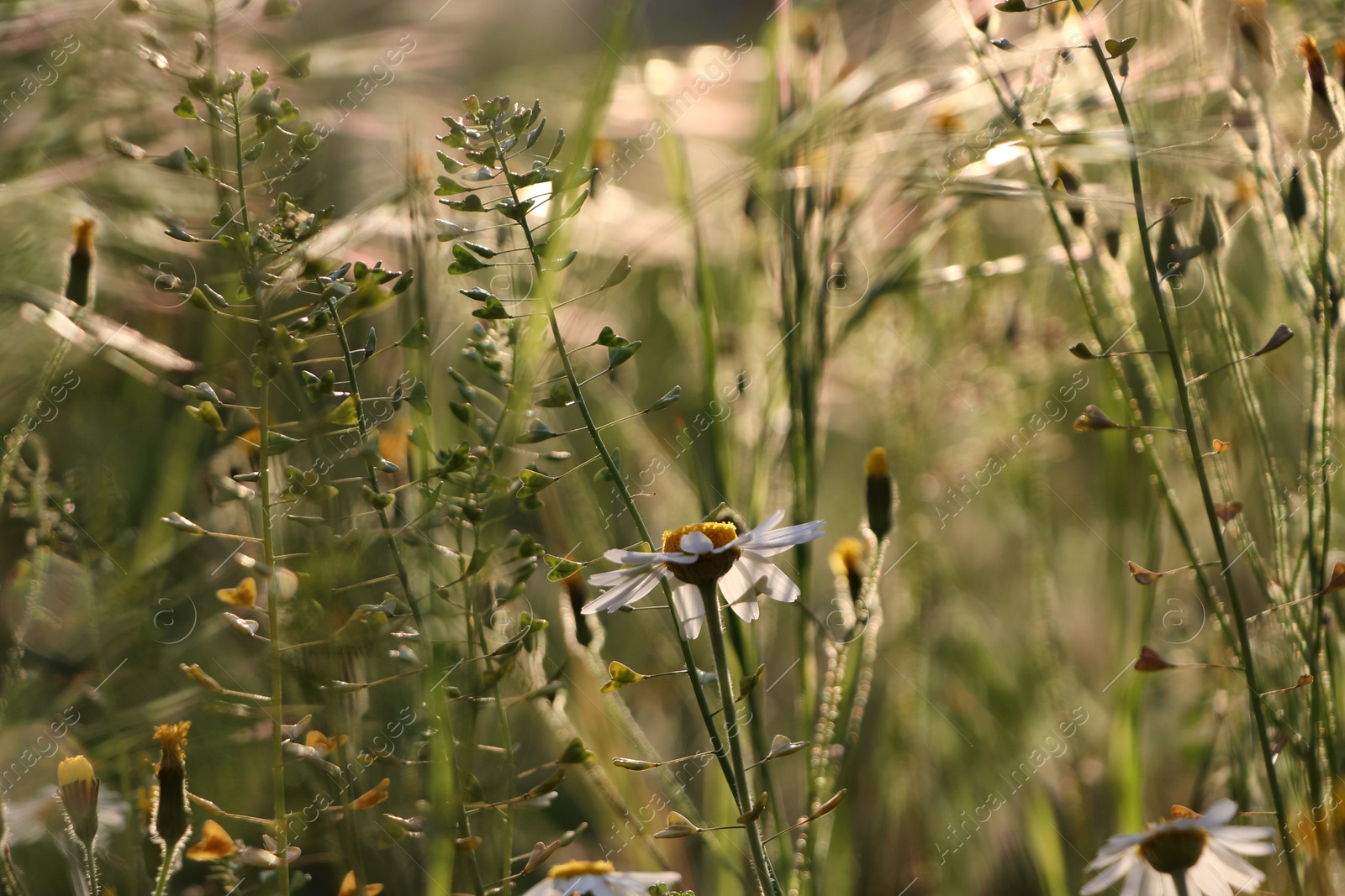 Photo of Beautiful wild flowers growing in spring meadow