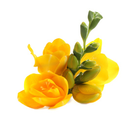 Photo of Beautiful yellow freesia flowers on white background