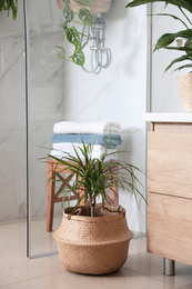 Green plants in elegant modern bathroom. Interior design